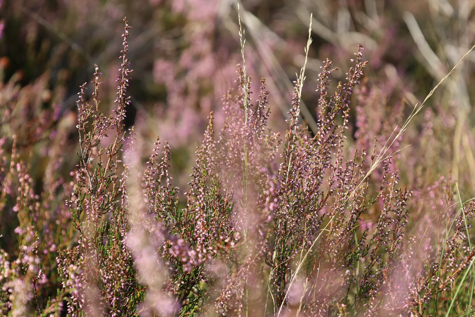 Roze heide tussen het gras
